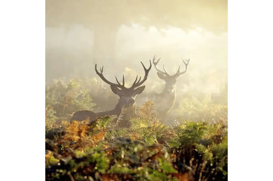 Gun Beaver - The Top 5 Deer Hunting Rifles and Why They Stand Out